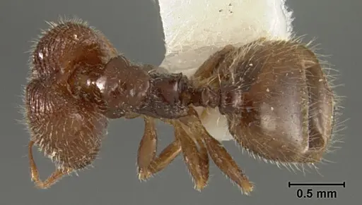 Pheidole clementensis specimen USNMENT01129601 image usnment01129601_1