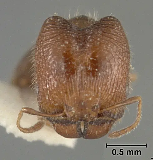 Pheidole clementensis specimen USNMENT01129601 image usnment01129601_2
