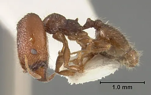 Pheidole clementensis specimen USNMENT01129601 image usnment01129601_3