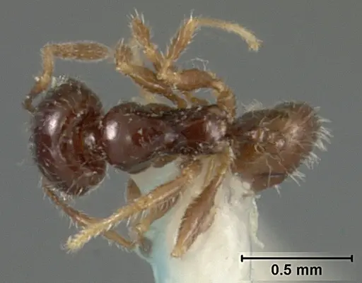 Pheidole clementensis specimen USNMENT01129602 image usnment01129602_1