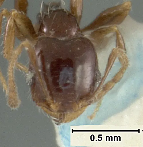 Pheidole clementensis specimen USNMENT01129602 image usnment01129602_2