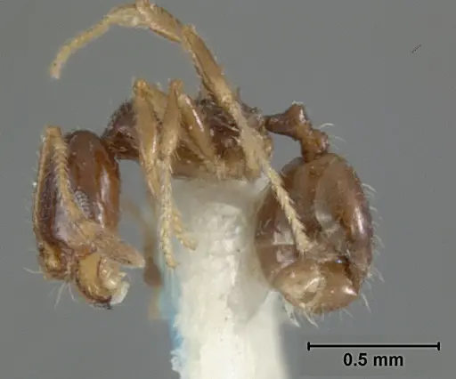 Pheidole clementensis specimen USNMENT01129602 image usnment01129602_3
