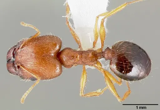 Pheidole clydei specimen CASENT0005745 image casent0005745_1