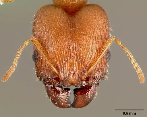 Pheidole clydei specimen CASENT0005745 image casent0005745_2