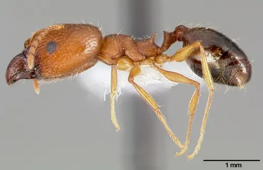 Pheidole clydei specimen CASENT0005745 image casent0005745_3