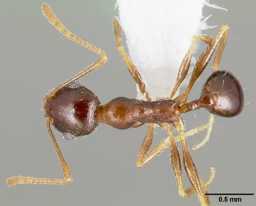 Pheidole clydei specimen CASENT0005746 image casent0005746_1