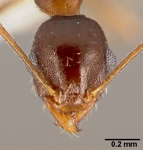 Pheidole clydei specimen CASENT0005746 image casent0005746_2