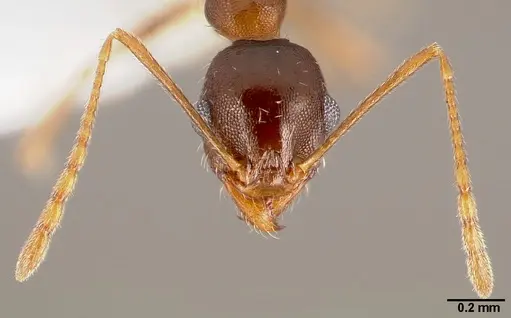 Pheidole clydei specimen CASENT0005746 image casent0005746_3