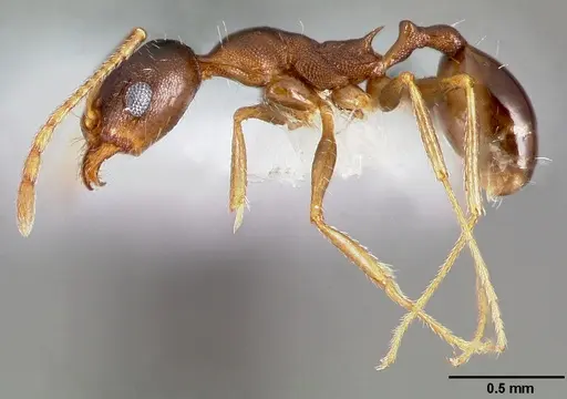Pheidole clydei specimen CASENT0005746 image casent0005746_4
