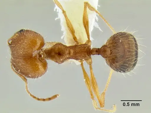 Pheidole clydei specimen CASENT0106117 image casent0106117_1