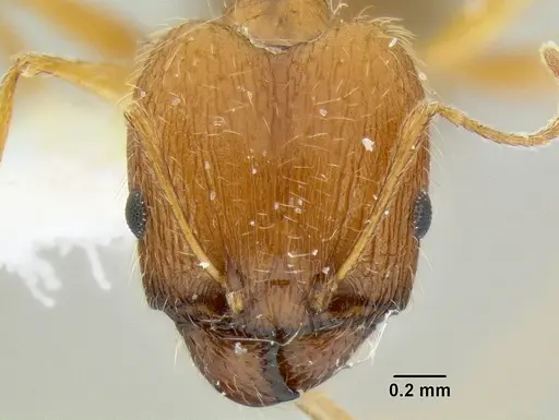 Pheidole clydei specimen CASENT0106117 image casent0106117_2