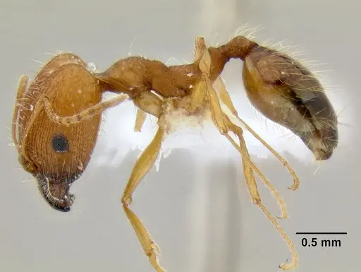 Pheidole clydei specimen CASENT0106117 image casent0106117_3