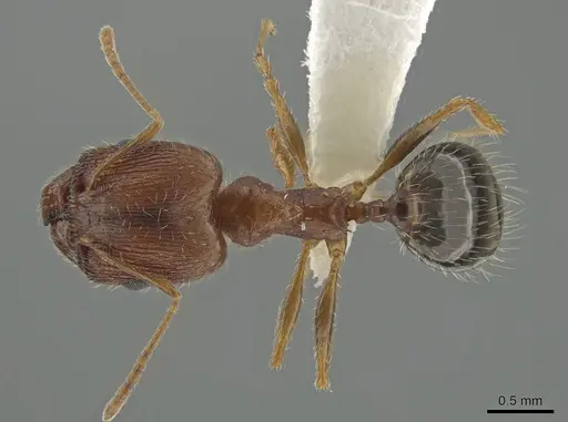Pheidole clydei specimen CASENT0638263 image casent0638263_1
