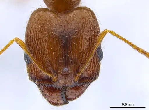 Pheidole clydei specimen CASENT0638263 image casent0638263_2