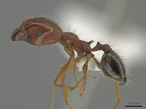 Pheidole clydei specimen CASENT0638263 image casent0638263_3