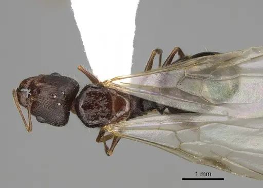Pheidole clydei specimen CASENT0862458 image casent0862458_1