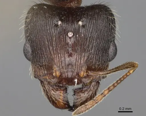 Pheidole clydei specimen CASENT0862458 image casent0862458_2
