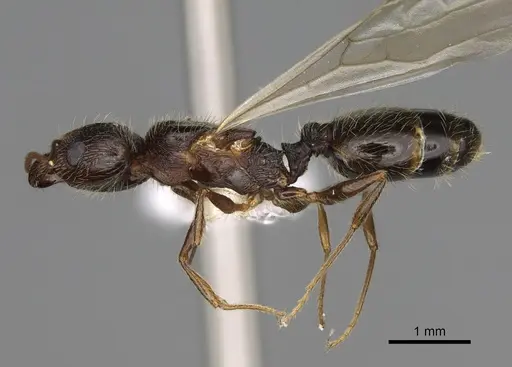 Pheidole clydei specimen CASENT0862458 image casent0862458_3
