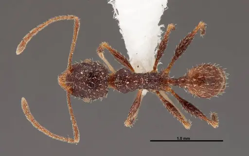 Pheidole clydei specimen FMNHINS0000062678 image fmnhins0000062678_1