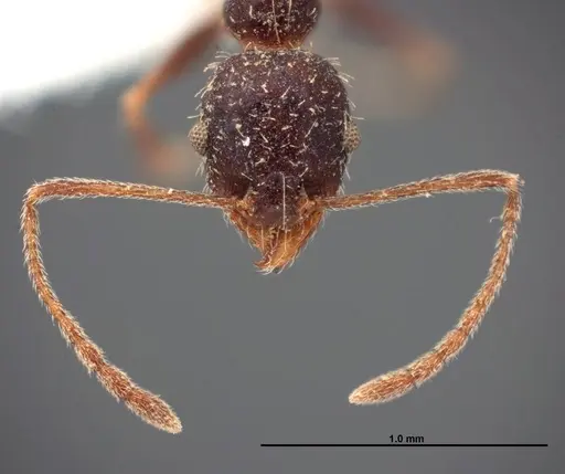 Pheidole clydei specimen FMNHINS0000062678 image fmnhins0000062678_2