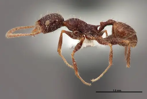 Pheidole clydei specimen FMNHINS0000062678 image fmnhins0000062678_3