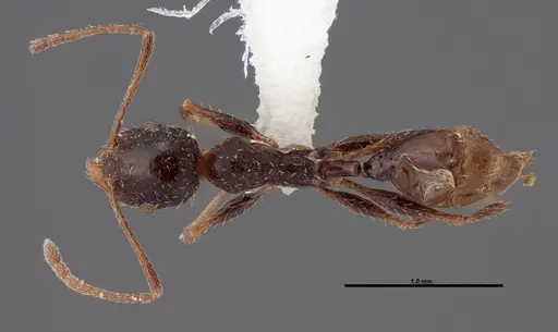 Pheidole clydei specimen FMNHINS0000062679 image fmnhins0000062679_1