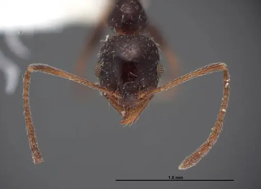 Pheidole clydei specimen FMNHINS0000062679 image fmnhins0000062679_2