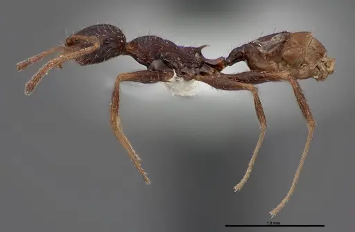 Pheidole clydei specimen FMNHINS0000062679 image fmnhins0000062679_3