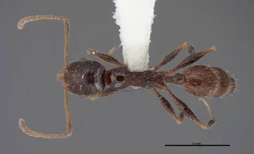 Pheidole clydei specimen FMNHINS0000062680 image fmnhins0000062680_1