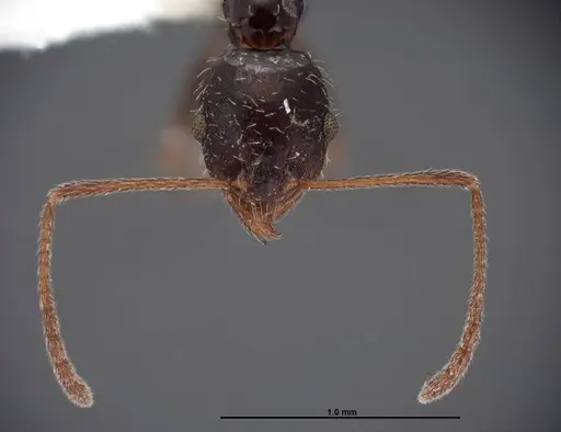 Pheidole clydei specimen FMNHINS0000062680 image fmnhins0000062680_2