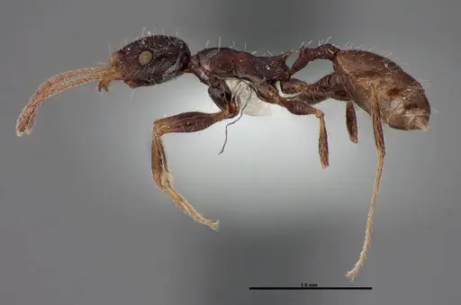 Pheidole clydei specimen FMNHINS0000062680 image fmnhins0000062680_3