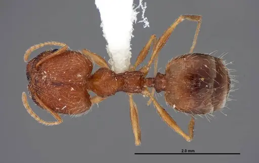 Pheidole clydei specimen FMNHINS0000062810 image fmnhins0000062810_1