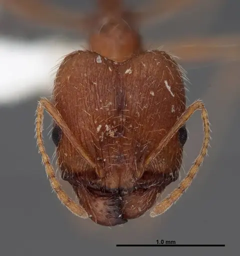 Pheidole clydei specimen FMNHINS0000062810 image fmnhins0000062810_2