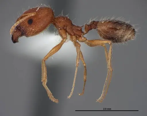 Pheidole clydei specimen FMNHINS0000062810 image fmnhins0000062810_3