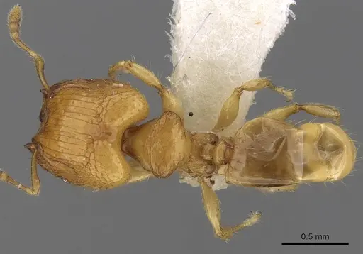 Pheidole clypeocornis specimen CASENT0281682 image casent0281682_1