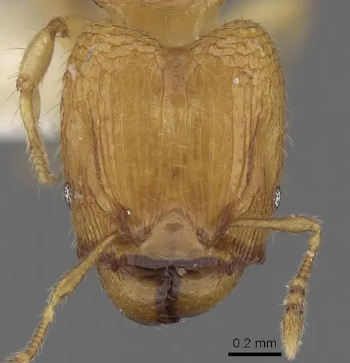 Pheidole clypeocornis specimen CASENT0281682 image casent0281682_2