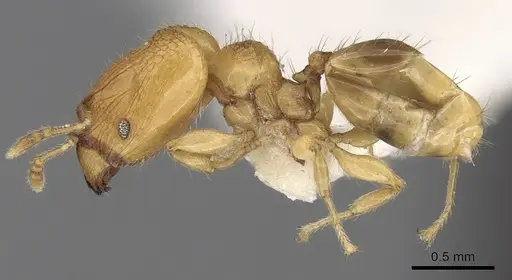 Pheidole clypeocornis specimen CASENT0281682 image casent0281682_3