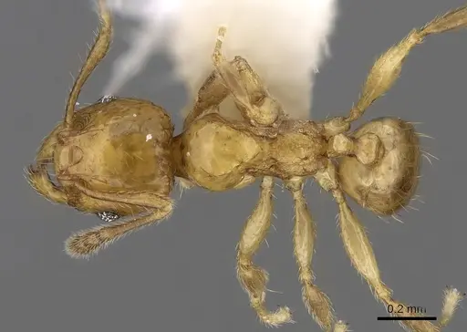 Pheidole clypeocornis specimen CASENT0281683 image casent0281683_1