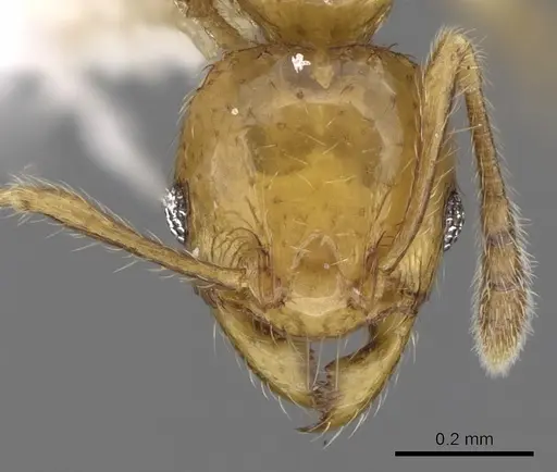 Pheidole clypeocornis specimen CASENT0281683 image casent0281683_2
