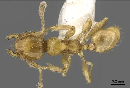 Pheidole clypeocornis specimen CASENT0901661 image casent0901661_1
