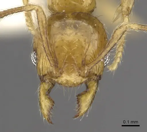 Pheidole clypeocornis specimen CASENT0901661 image casent0901661_2