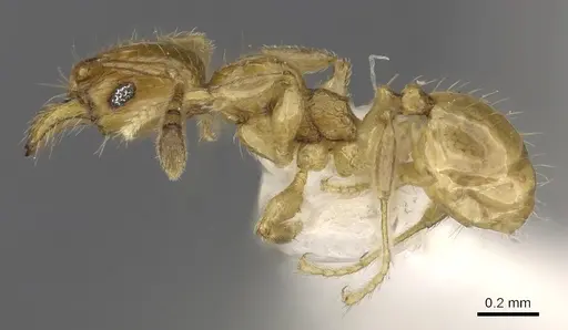 Pheidole clypeocornis specimen CASENT0901661 image casent0901661_3