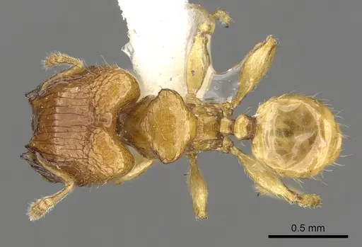 Pheidole clypeocornis specimen CASENT0901662 image casent0901662_1