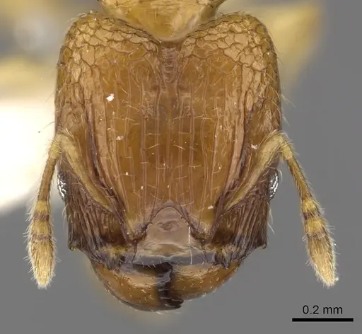 Pheidole clypeocornis specimen CASENT0901662 image casent0901662_2