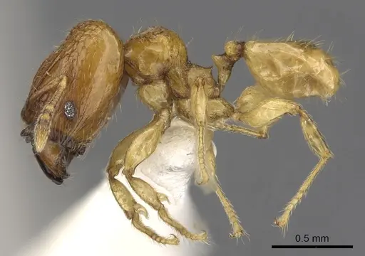 Pheidole clypeocornis specimen CASENT0901662 image casent0901662_3