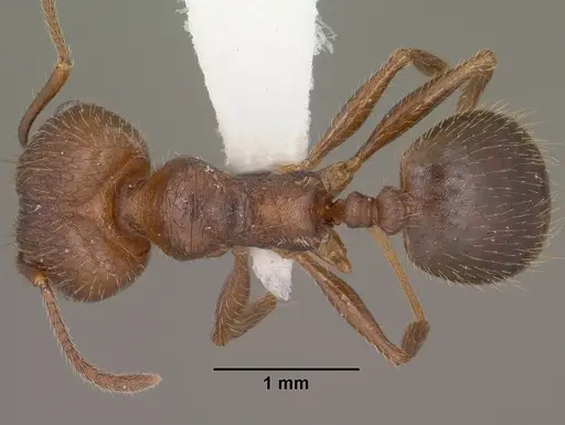 Pheidole cockerelli specimen CASENT0102872 image casent0102872_1