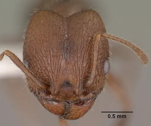 Pheidole cockerelli specimen CASENT0102872 image casent0102872_2