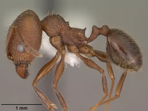 Pheidole cockerelli specimen CASENT0102872 image casent0102872_3