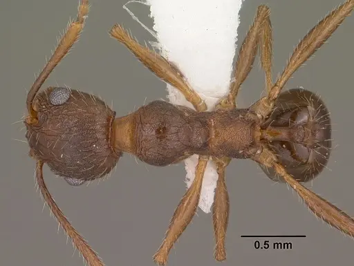 Pheidole cockerelli specimen CASENT0102873 image casent0102873_1