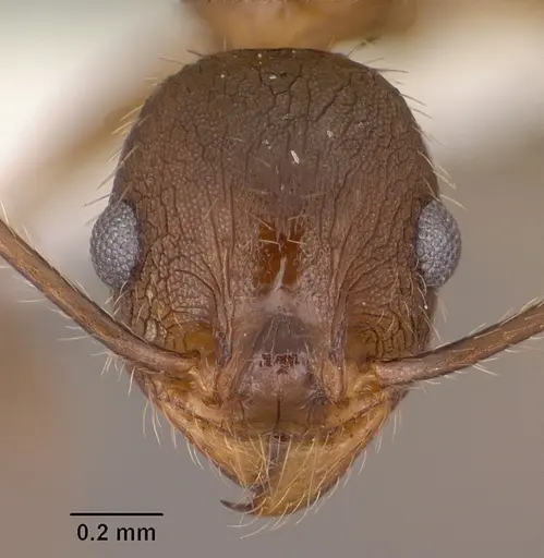 Pheidole cockerelli specimen CASENT0102873 image casent0102873_2